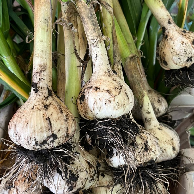 Music Garlic