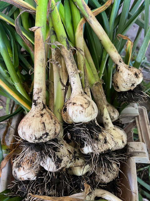 Health Benefits of Garlic