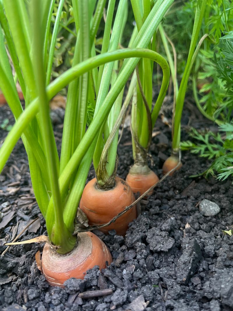 Carrots