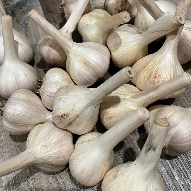 Deerfield Purple Garlic