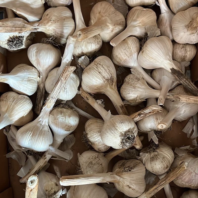Georgian Fire Garlic