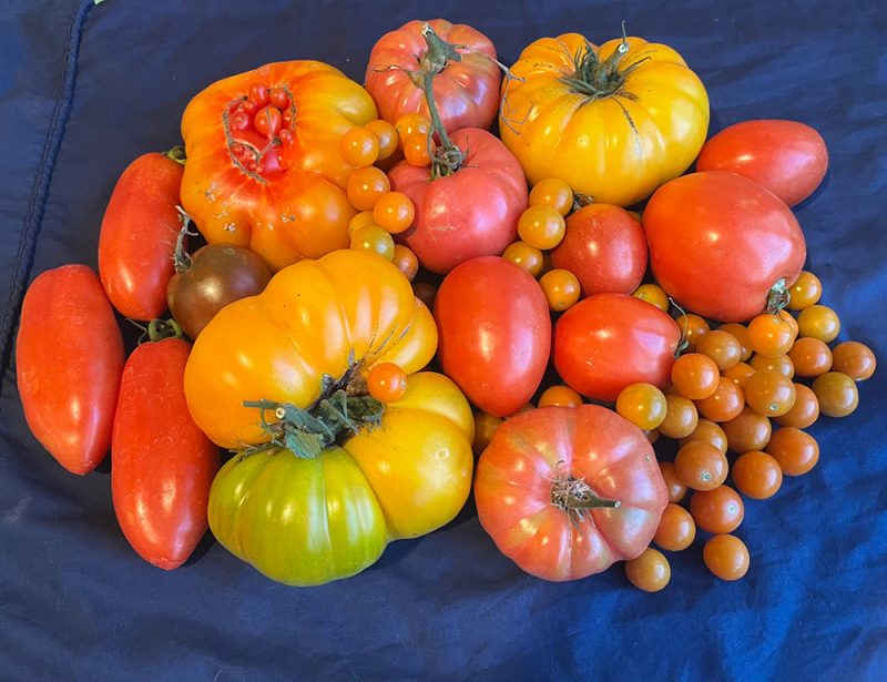 Tomatoes - Image 2