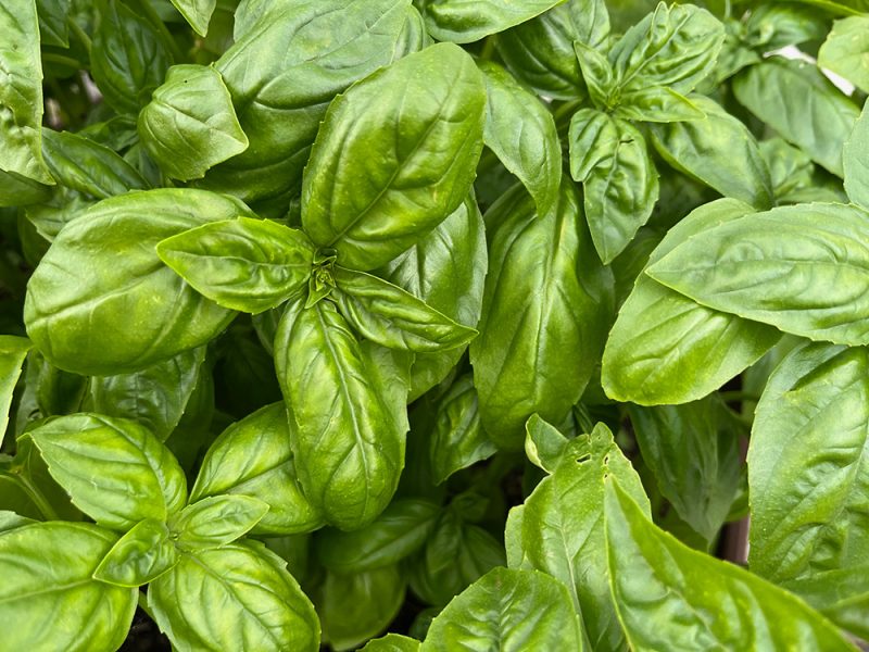 Basil