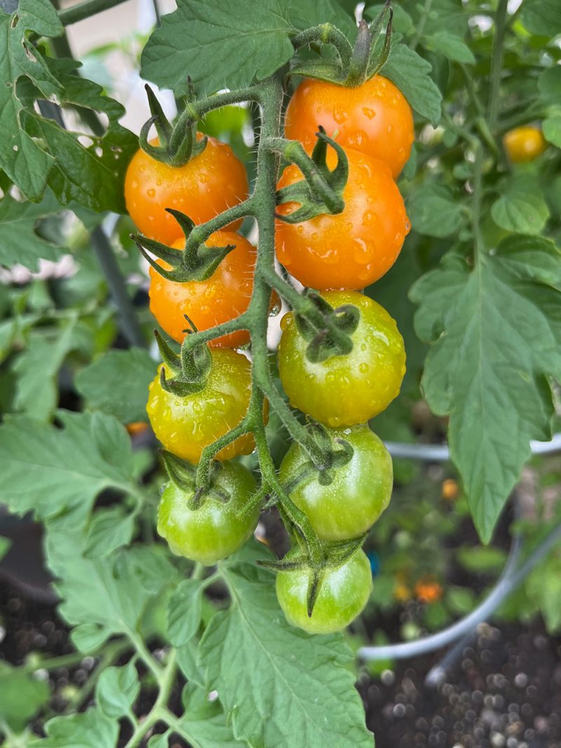Cherry Tomatoes