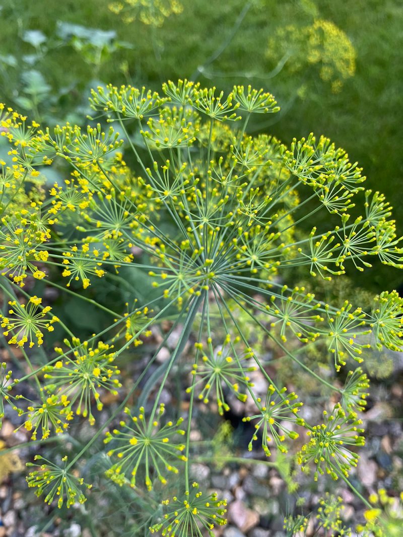 Dill