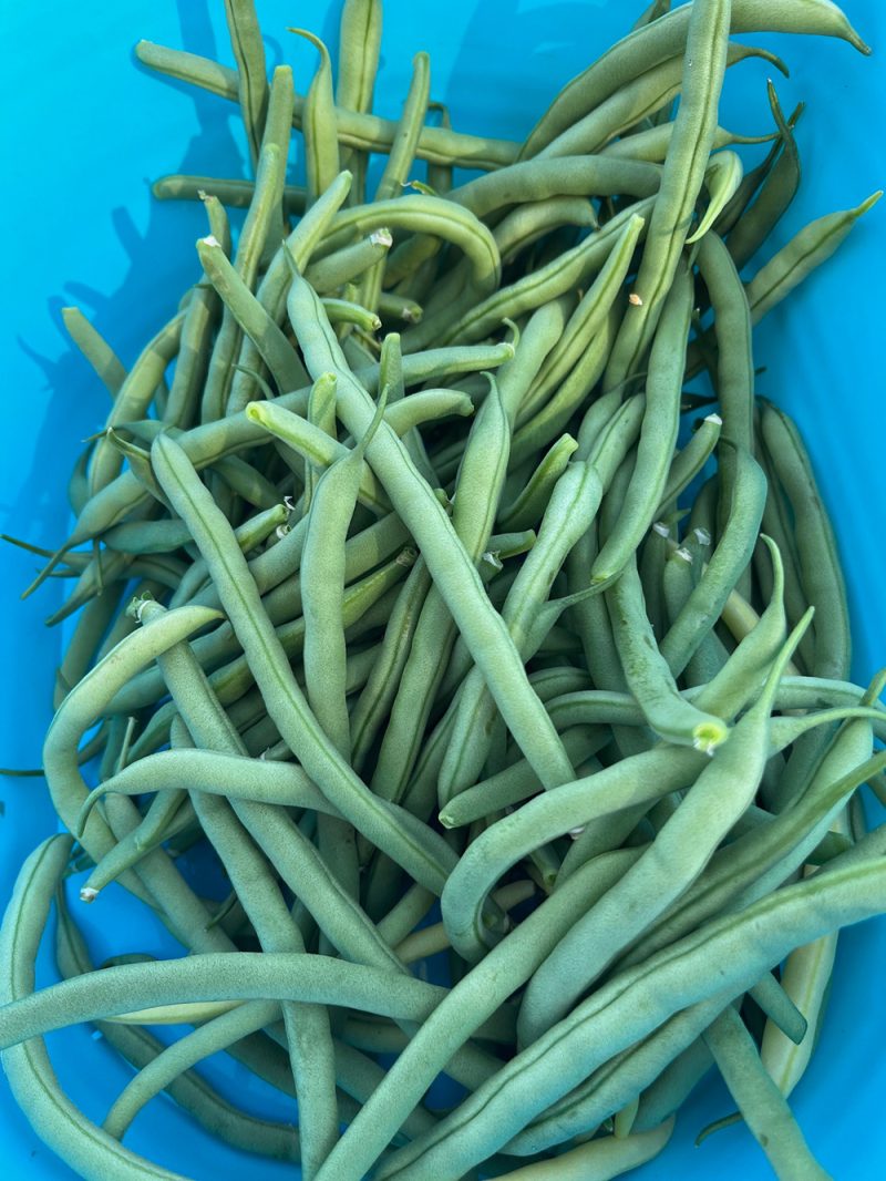 Green Bush Beans