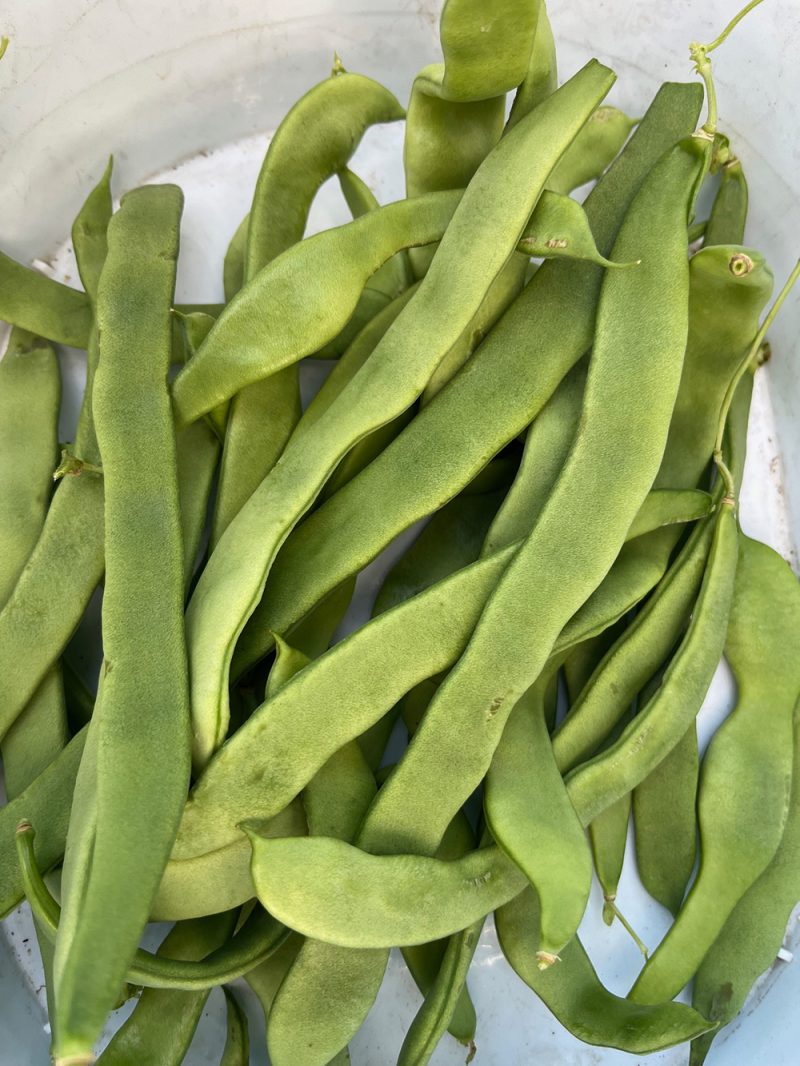 Green Romano Beans