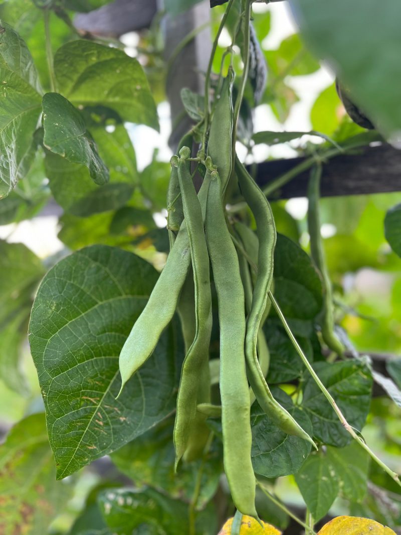 Green Romano Beans - Image 2