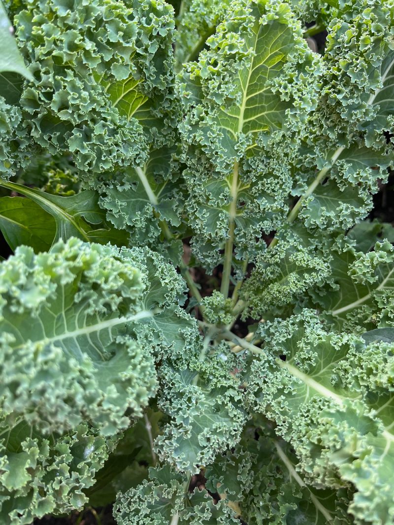 Kale