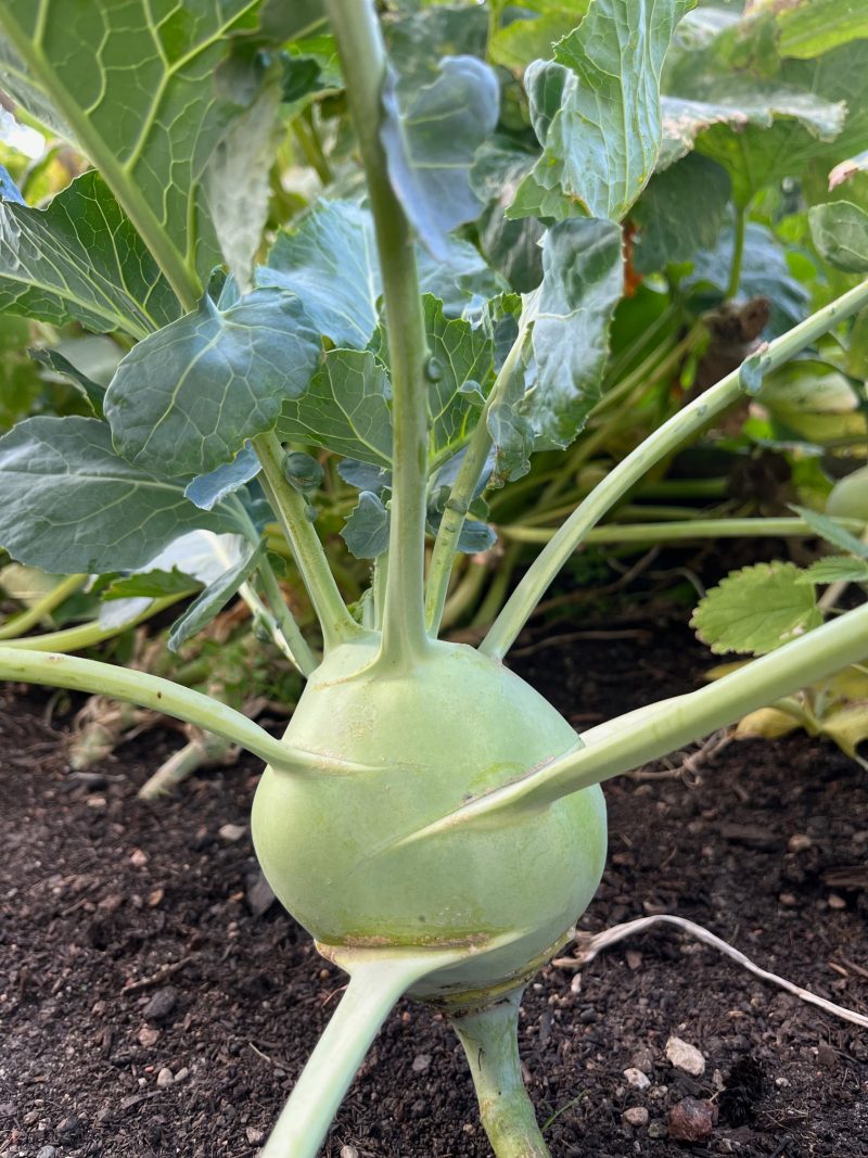 Kohlrabi