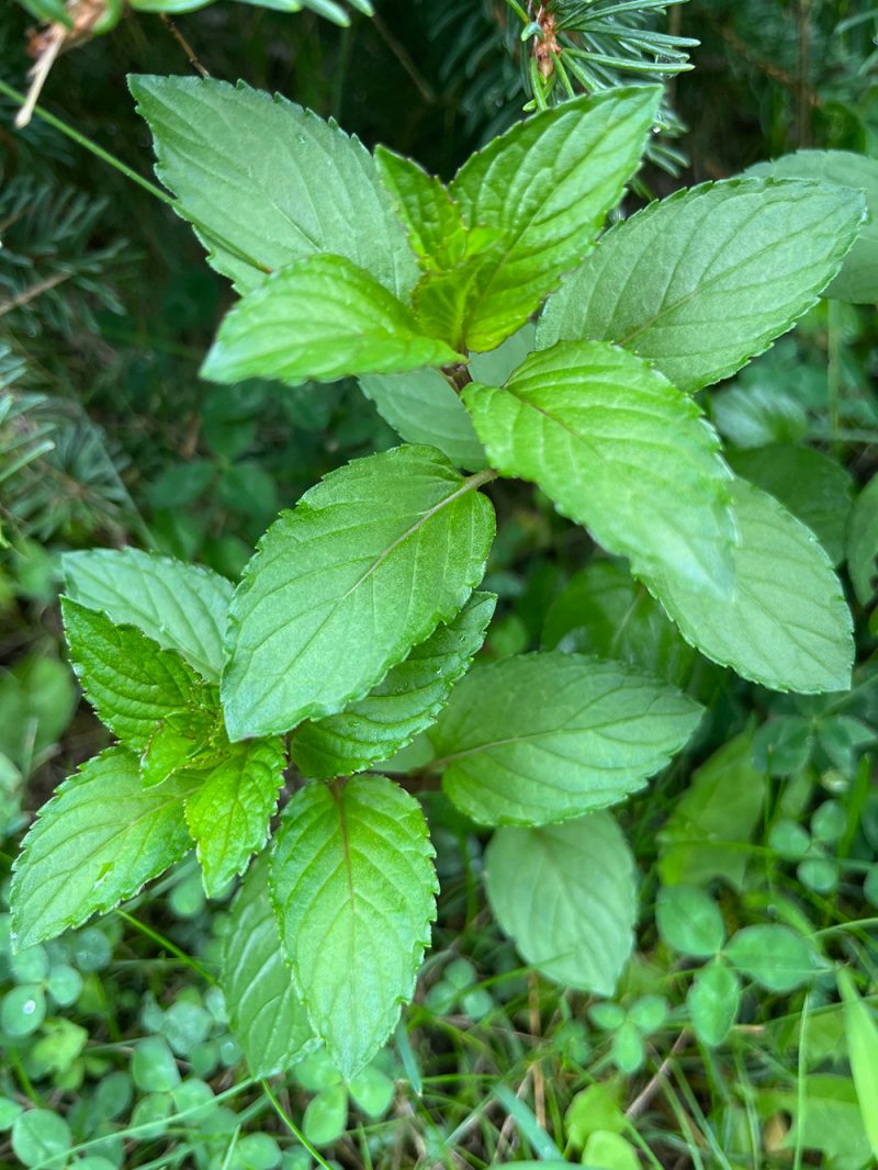 Mint
