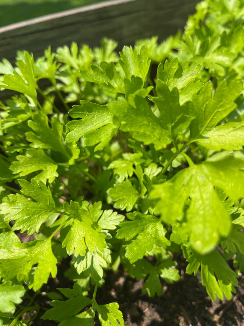 Parsley