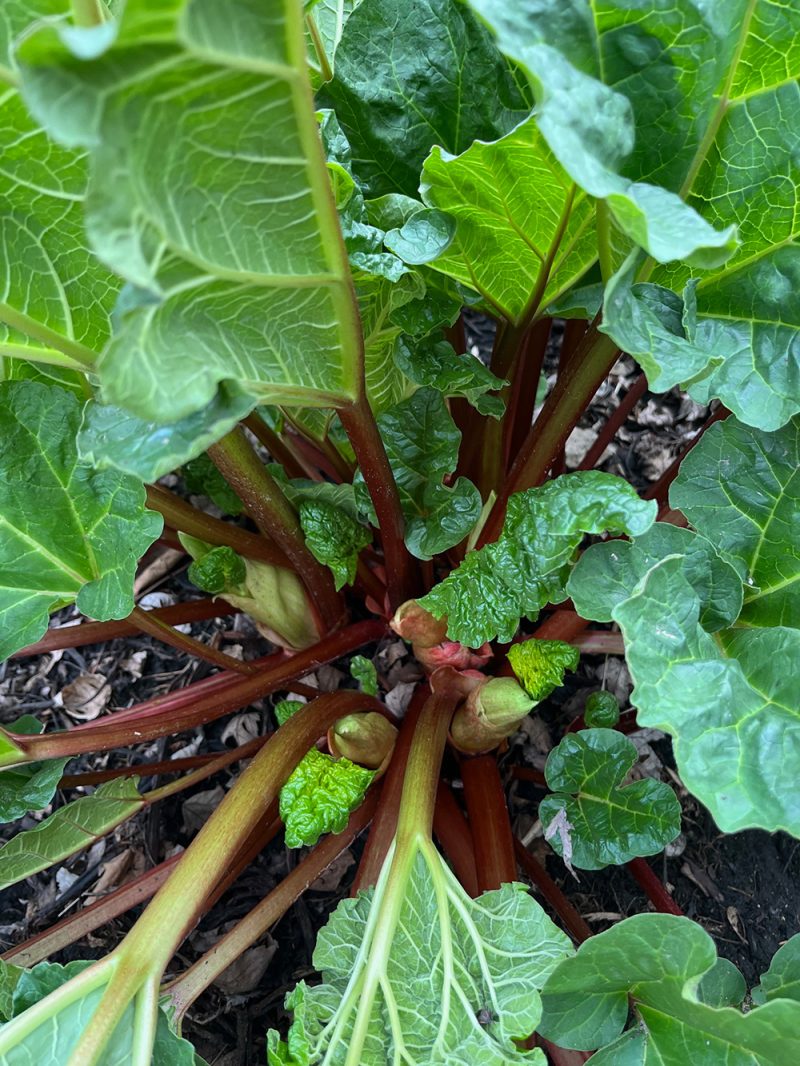 Rhubarb