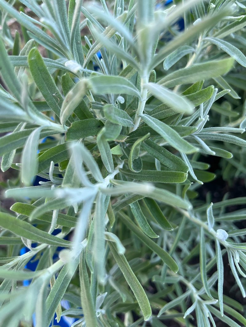 Rosemary