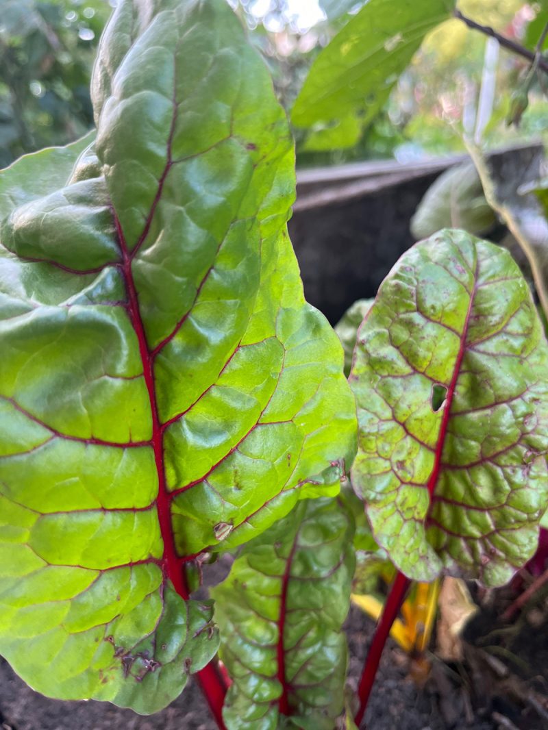 Swiss Chard