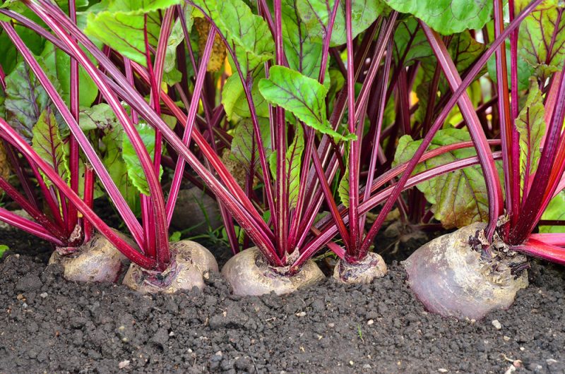 Beets - Golden