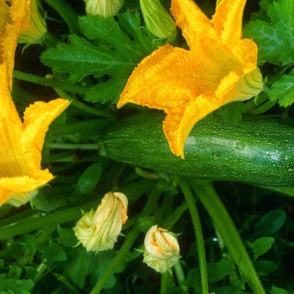 Zucchini