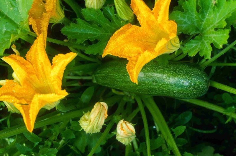 Zucchini